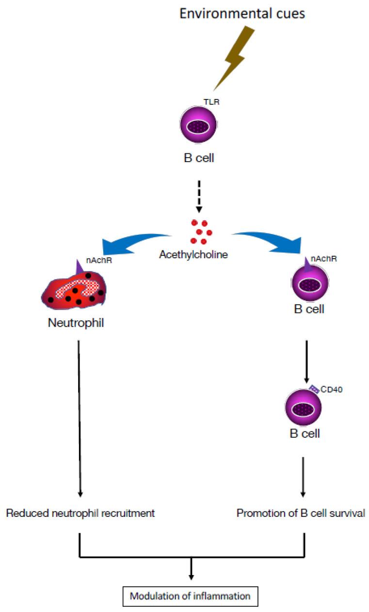 https://cdn.ncbi.nlm.nih.gov/pmc/blobs/74a0/10459025/ea3e268858db/pharmaceuticals-16-01089-g003.jpg