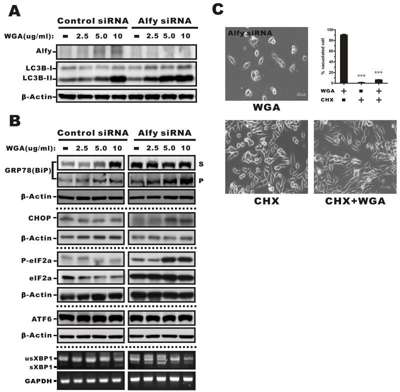 https://cdn.ncbi.nlm.nih.gov/pmc/blobs/74a1/5710917/6aa27c73f286/oncotarget-08-91209-g007.jpg