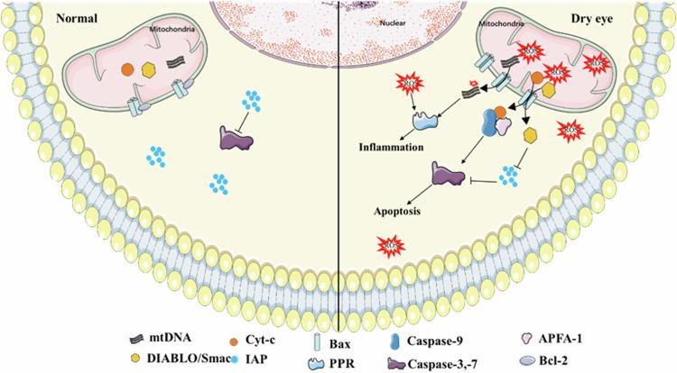https://cdn.ncbi.nlm.nih.gov/pmc/blobs/74a3/11379830/a41399641ac3/41420_2024_2159_Fig1_HTML.jpg