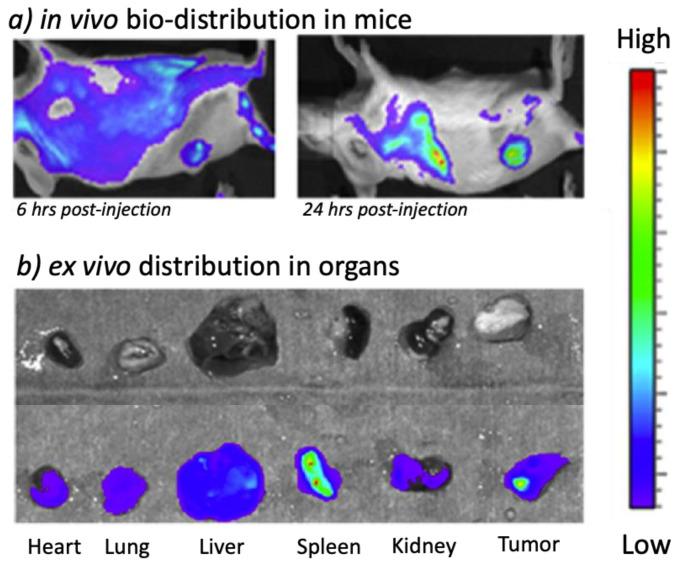 https://cdn.ncbi.nlm.nih.gov/pmc/blobs/74a8/10605826/b4a2abad530d/cancers-15-04944-g016.jpg