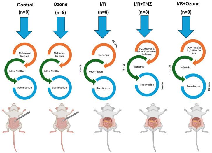 https://cdn.ncbi.nlm.nih.gov/pmc/blobs/74ab/11430474/0e854fb64290/biomolecules-14-01051-g001.jpg