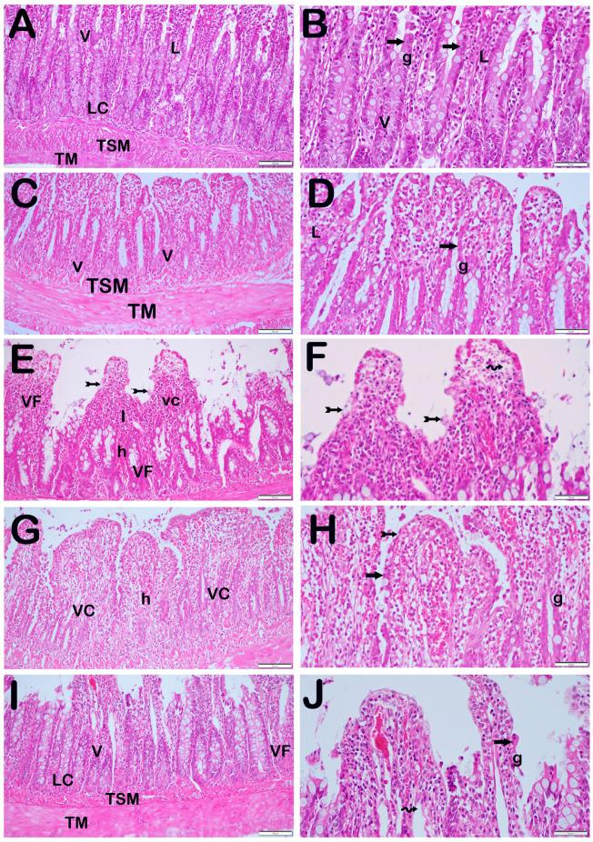 https://cdn.ncbi.nlm.nih.gov/pmc/blobs/74ab/11430474/72194d662fde/biomolecules-14-01051-g002.jpg
