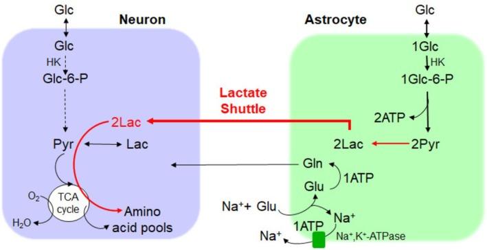 https://cdn.ncbi.nlm.nih.gov/pmc/blobs/74ab/12142580/b87e15cd59e1/JNC-169-0-g003.jpg