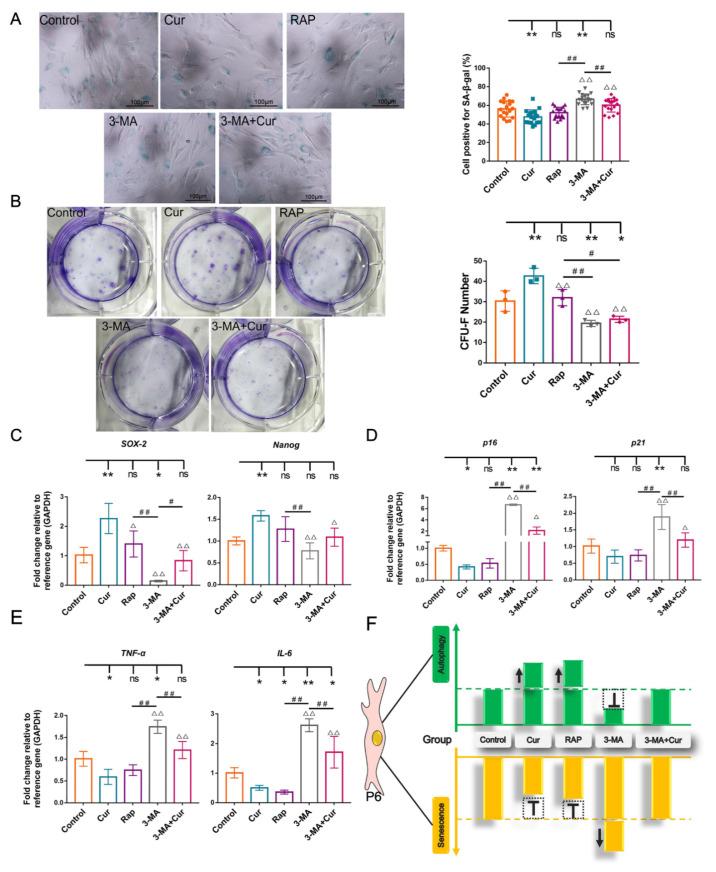 https://cdn.ncbi.nlm.nih.gov/pmc/blobs/74ac/8583405/4c7c9cf6e30e/ijms-22-11356-g006.jpg
