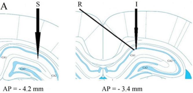 https://cdn.ncbi.nlm.nih.gov/pmc/blobs/74af/10897562/5ab69d4330ca/IJBMS-27-461-g002.jpg
