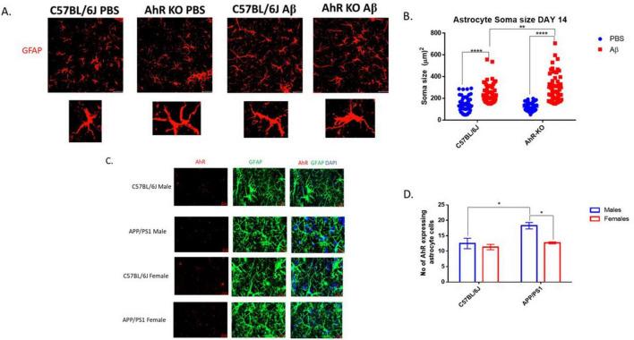 https://cdn.ncbi.nlm.nih.gov/pmc/blobs/74af/12279702/2080bfed505d/fncel-19-1618209-g005.jpg