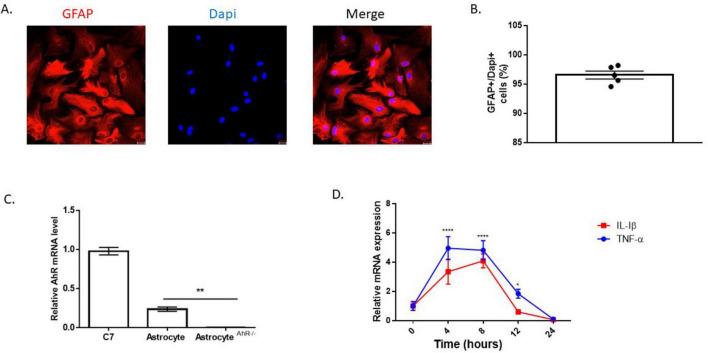 https://cdn.ncbi.nlm.nih.gov/pmc/blobs/74af/12279702/b21c2551c695/fncel-19-1618209-g001.jpg
