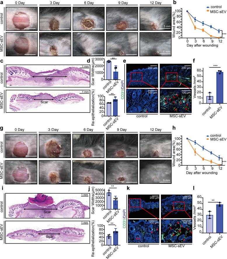 https://cdn.ncbi.nlm.nih.gov/pmc/blobs/74af/8531331/255704cc36f9/41392_2021_765_Fig4_HTML.jpg