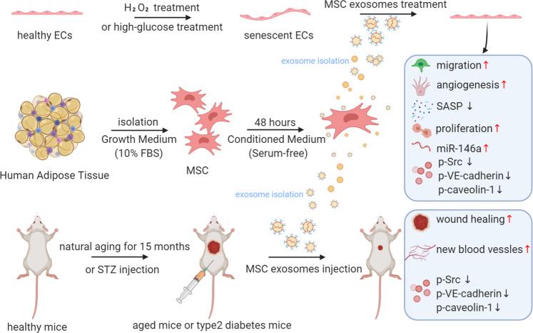 https://cdn.ncbi.nlm.nih.gov/pmc/blobs/74af/8531331/7bd0b4bcff77/41392_2021_765_Fig7_HTML.jpg