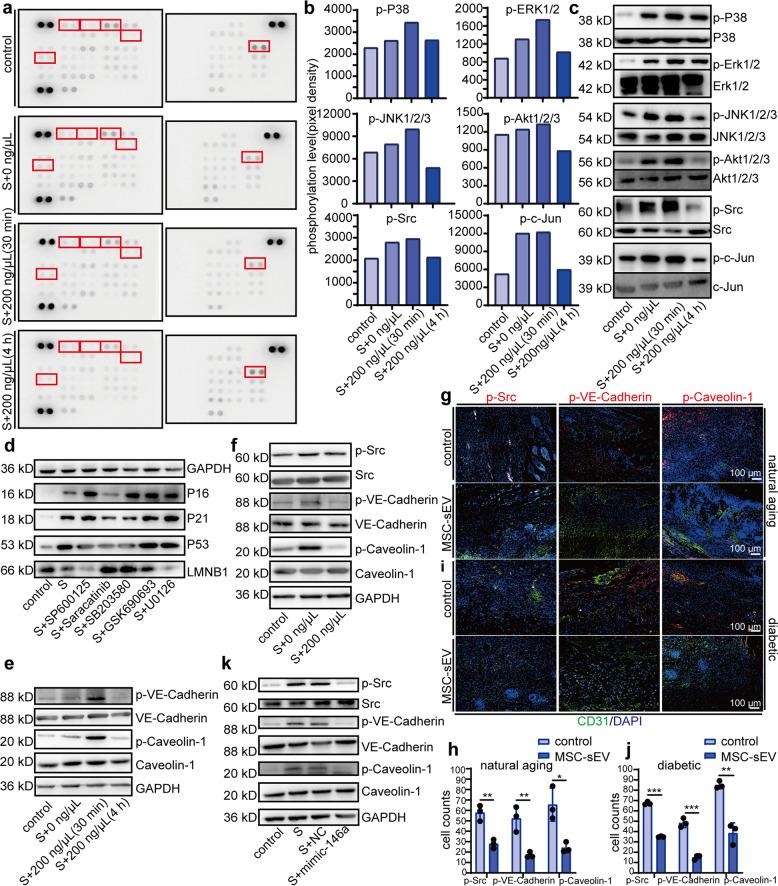 https://cdn.ncbi.nlm.nih.gov/pmc/blobs/74af/8531331/ec79aa4cc68d/41392_2021_765_Fig6_HTML.jpg