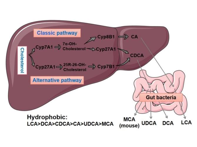 https://cdn.ncbi.nlm.nih.gov/pmc/blobs/74b0/10017164/55ca65ff3f9a/AD-14-2-261-g1.jpg