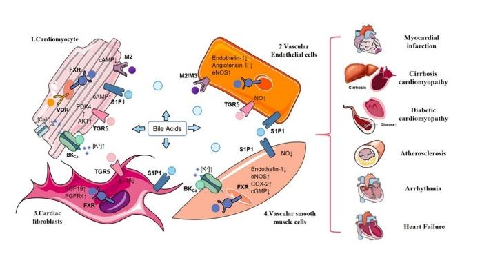 https://cdn.ncbi.nlm.nih.gov/pmc/blobs/74b0/10017164/f20c2de7a3d4/AD-14-2-261-g2.jpg