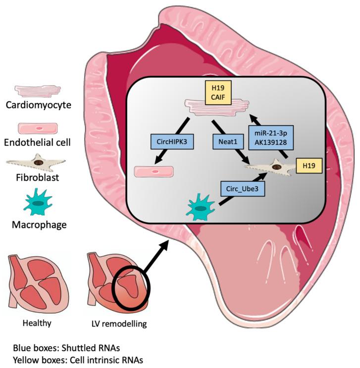 https://cdn.ncbi.nlm.nih.gov/pmc/blobs/74b0/9916956/122d027be246/ijms-24-02205-g002.jpg