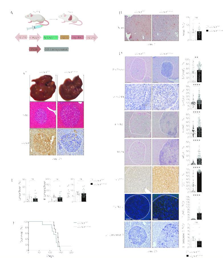 https://cdn.ncbi.nlm.nih.gov/pmc/blobs/74b3/10423492/7546c806db00/gutjnl-2022-327909f01.jpg