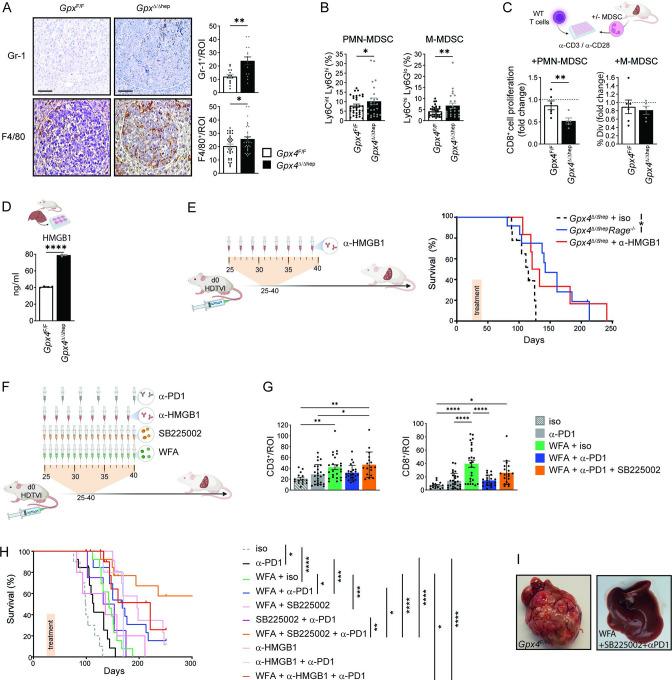 https://cdn.ncbi.nlm.nih.gov/pmc/blobs/74b3/10423492/f4033e4dc531/gutjnl-2022-327909f03.jpg