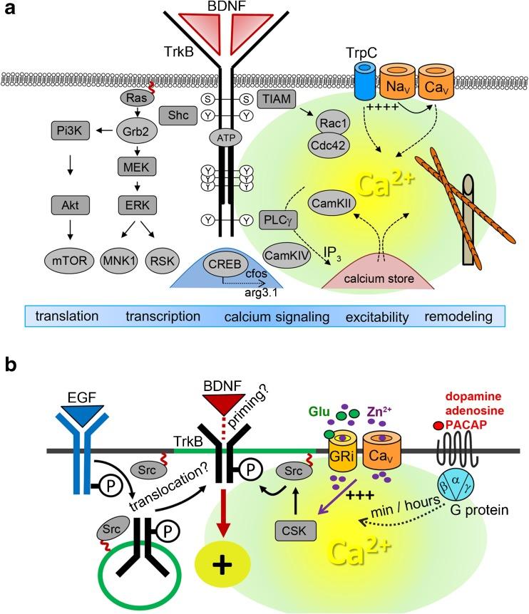 https://cdn.ncbi.nlm.nih.gov/pmc/blobs/74b4/5438432/70ab7eb66e08/424_2017_1964_Fig3_HTML.jpg