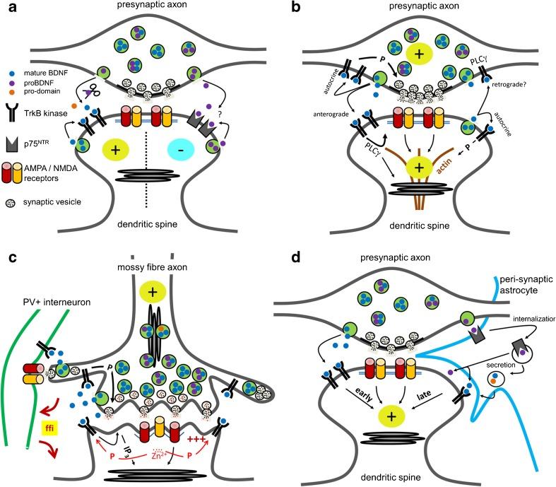 https://cdn.ncbi.nlm.nih.gov/pmc/blobs/74b4/5438432/b7a7ef22150e/424_2017_1964_Fig4_HTML.jpg