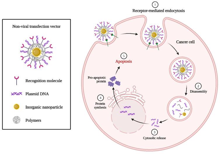 https://cdn.ncbi.nlm.nih.gov/pmc/blobs/74b9/12191216/7621b854d889/biomolecules-15-00802-g006.jpg