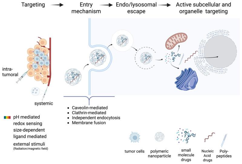 https://cdn.ncbi.nlm.nih.gov/pmc/blobs/74b9/12191216/d514a2157013/biomolecules-15-00802-g005.jpg