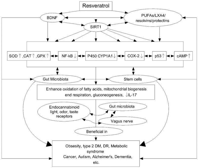 https://cdn.ncbi.nlm.nih.gov/pmc/blobs/74b9/9138983/af41e5935181/biomedicines-10-01187-g007.jpg
