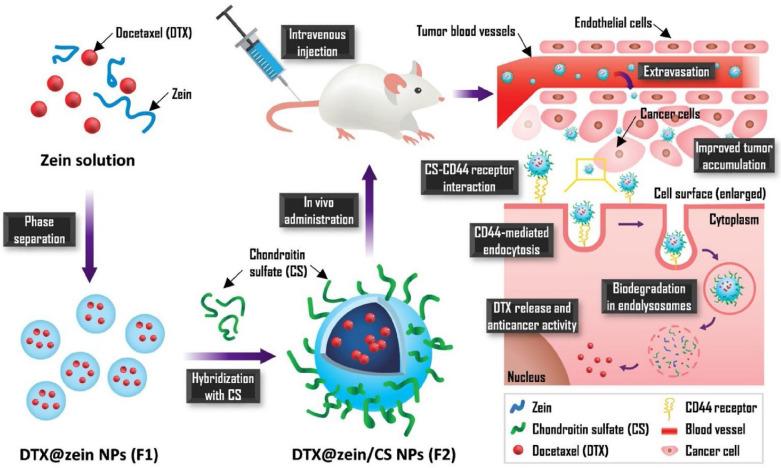 https://cdn.ncbi.nlm.nih.gov/pmc/blobs/74b9/9138983/df57a28c1e70/biomedicines-10-01187-g005.jpg
