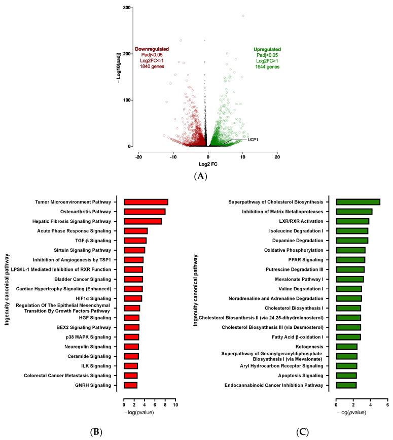 https://cdn.ncbi.nlm.nih.gov/pmc/blobs/74bd/10047013/c7945b24acba/cells-12-00870-g002.jpg
