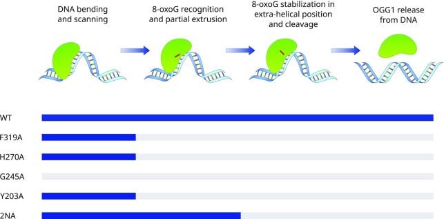 https://cdn.ncbi.nlm.nih.gov/pmc/blobs/74c0/10250219/25faeb86d376/gkad243fig7.jpg