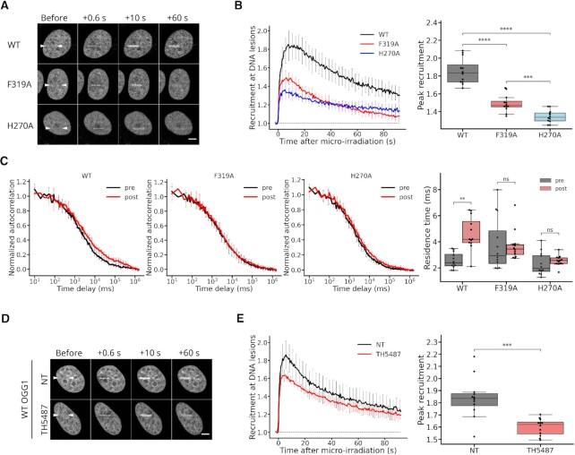 https://cdn.ncbi.nlm.nih.gov/pmc/blobs/74c0/10250219/4d399af5c2dc/gkad243fig3.jpg