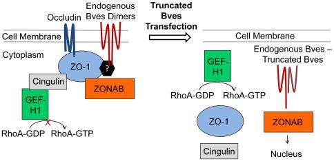 https://cdn.ncbi.nlm.nih.gov/pmc/blobs/74c1/3024319/552ff154ad51/pone.0014563.g002.jpg