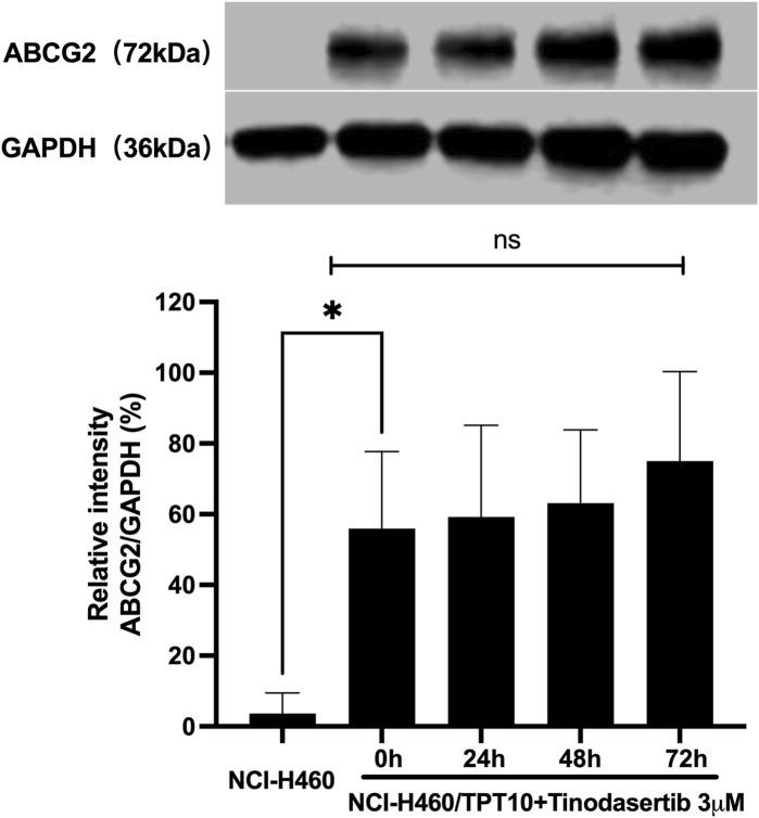 https://cdn.ncbi.nlm.nih.gov/pmc/blobs/74c3/12202571/43806b625eb4/fphar-16-1606857-g002.jpg