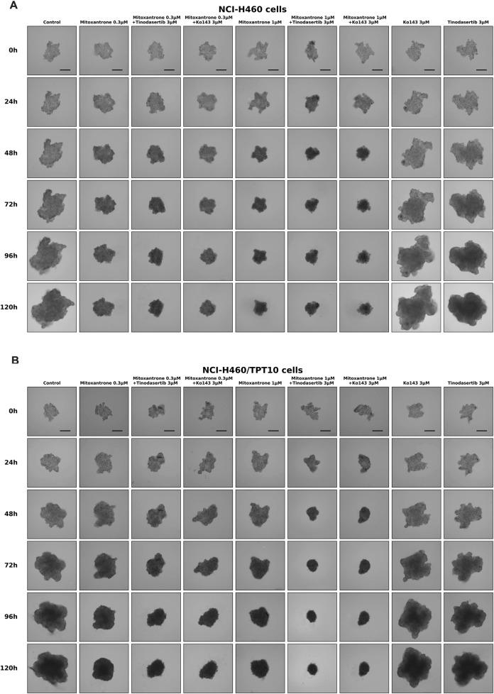 https://cdn.ncbi.nlm.nih.gov/pmc/blobs/74c3/12202571/5d6b488b542b/fphar-16-1606857-g006.jpg