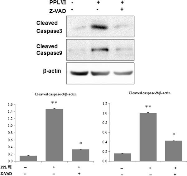 https://cdn.ncbi.nlm.nih.gov/pmc/blobs/74c5/4138939/1f2254ae9580/2047-783X-19-41-5.jpg