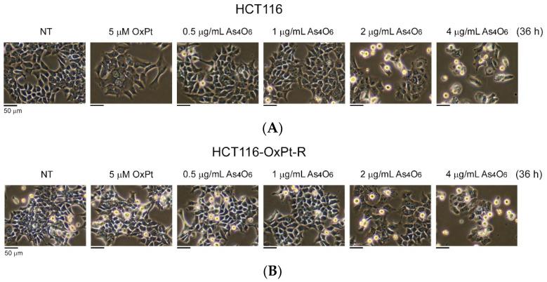 https://cdn.ncbi.nlm.nih.gov/pmc/blobs/74c7/12386886/5ebeef51e6f0/ijms-26-07661-g001.jpg