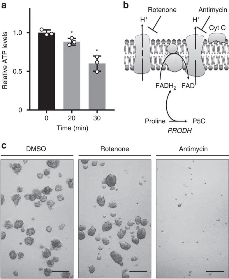 https://cdn.ncbi.nlm.nih.gov/pmc/blobs/74c9/5437289/b22247eed65e/ncomms15267-f4.jpg