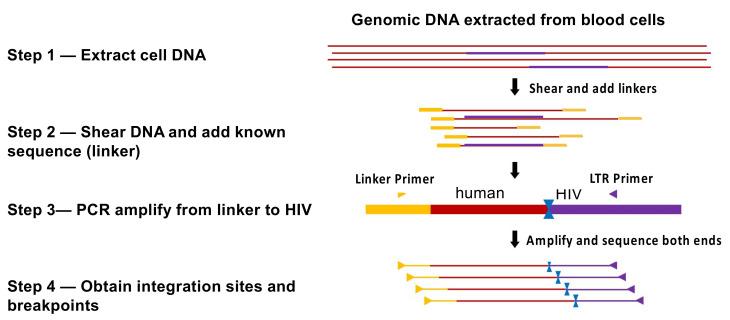 https://cdn.ncbi.nlm.nih.gov/pmc/blobs/74c9/8537114/b4a48e358eef/viruses-13-02078-g003.jpg