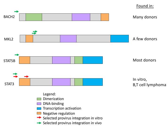 https://cdn.ncbi.nlm.nih.gov/pmc/blobs/74c9/8537114/cba40e77b8fb/viruses-13-02078-g006.jpg