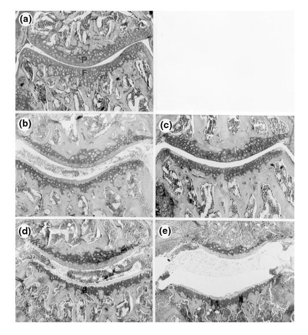 https://cdn.ncbi.nlm.nih.gov/pmc/blobs/74ca/17821/468255f99342/ar-2-6-489-6.jpg