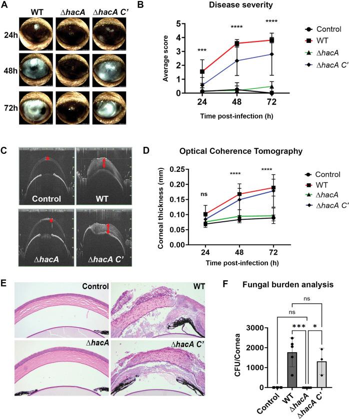 https://cdn.ncbi.nlm.nih.gov/pmc/blobs/74cd/10637725/01a380049f95/ppat.1011435.g003.jpg