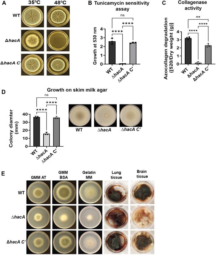 https://cdn.ncbi.nlm.nih.gov/pmc/blobs/74cd/10637725/688b7cf18566/ppat.1011435.g002.jpg