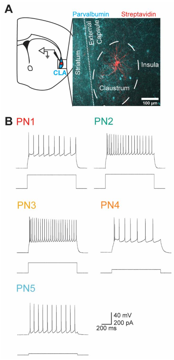 https://cdn.ncbi.nlm.nih.gov/pmc/blobs/74ce/11640313/2b2851c8e4d6/cells-13-01980-g001.jpg