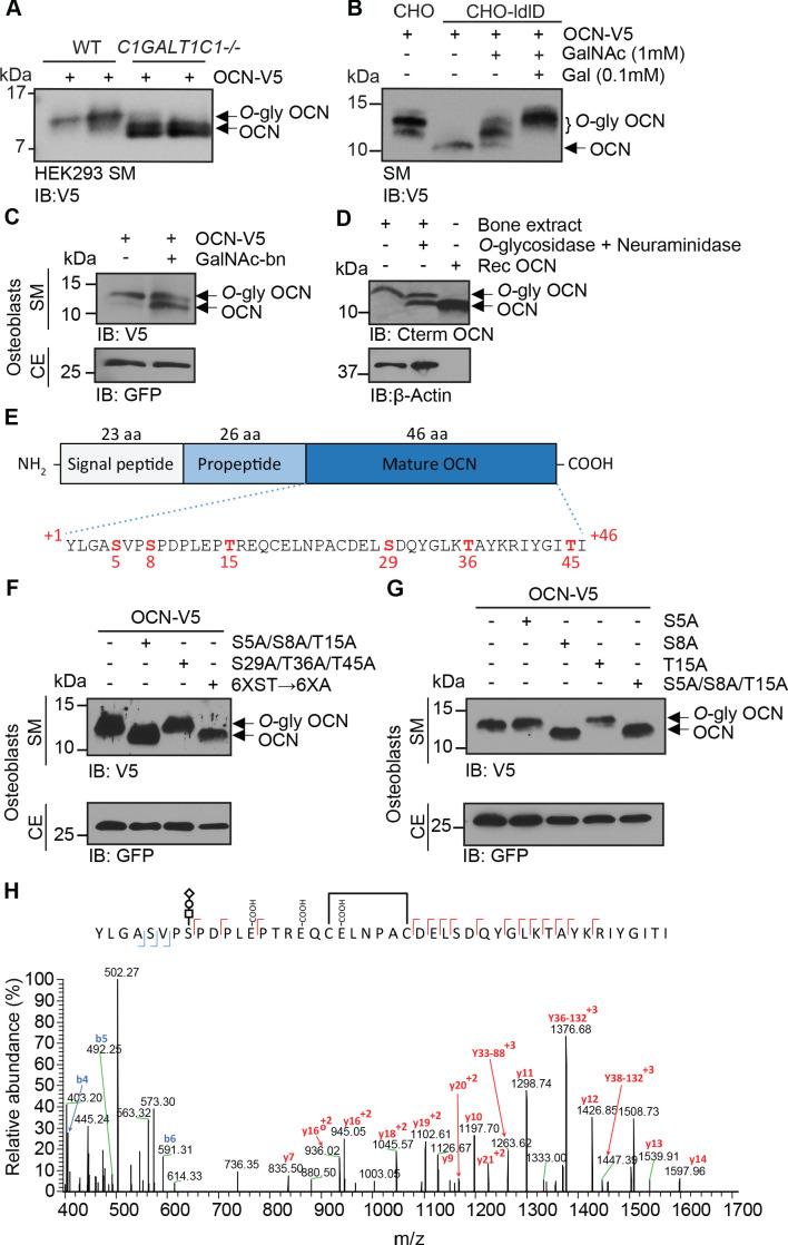 https://cdn.ncbi.nlm.nih.gov/pmc/blobs/74ce/7822592/55e9351b7236/elife-61174-fig1.jpg