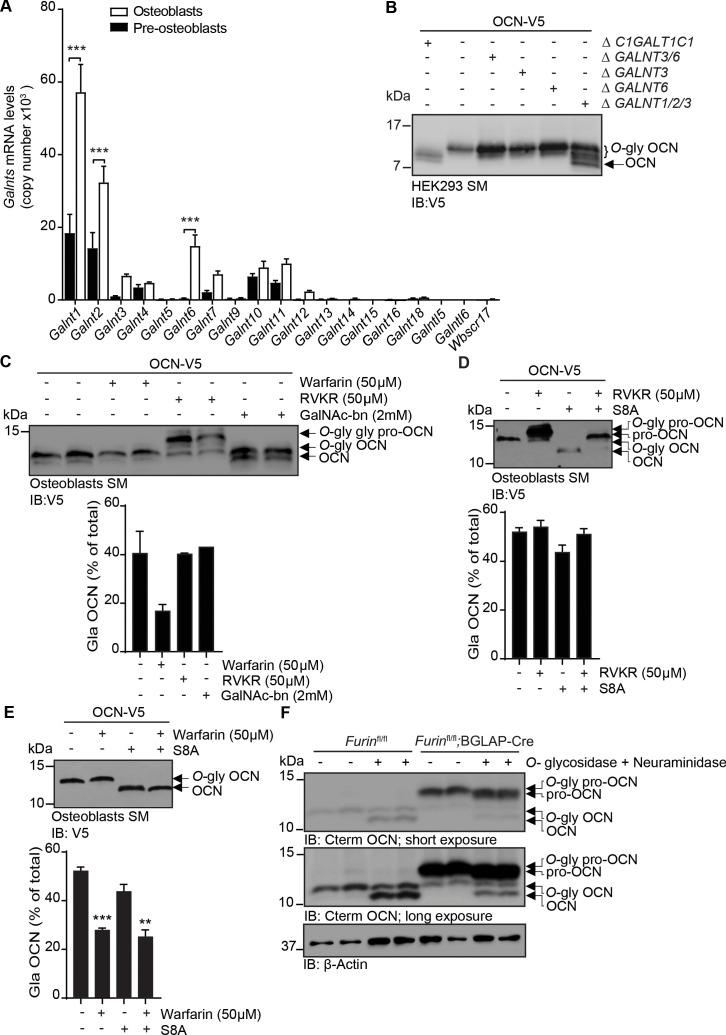 https://cdn.ncbi.nlm.nih.gov/pmc/blobs/74ce/7822592/b14be6b5eabb/elife-61174-fig2.jpg