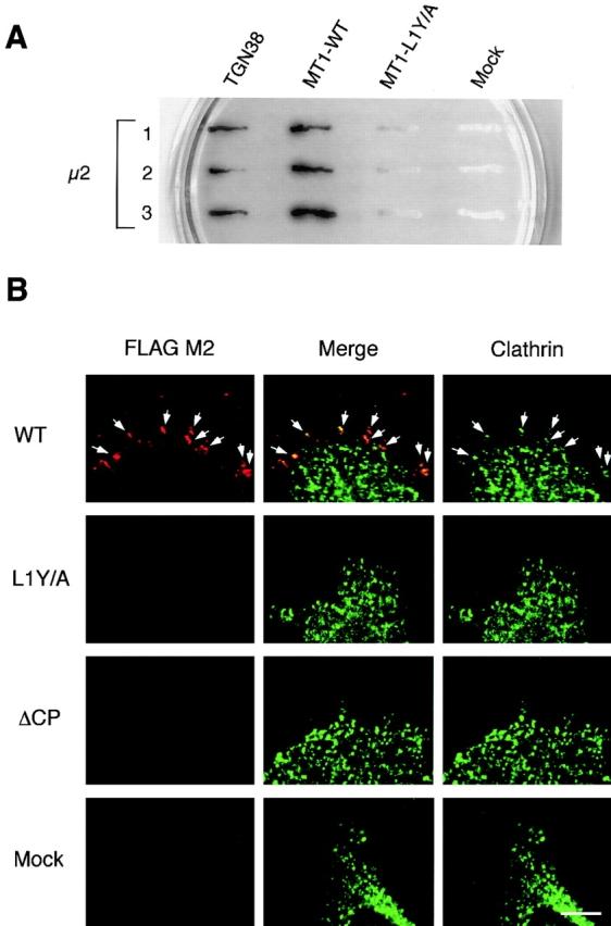 https://cdn.ncbi.nlm.nih.gov/pmc/blobs/74d1/2199326/ceae10c4191e/0108112f5.jpg