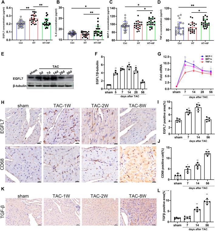 https://cdn.ncbi.nlm.nih.gov/pmc/blobs/74d1/9200063/4678efab0529/fphar-13-858118-g001.jpg