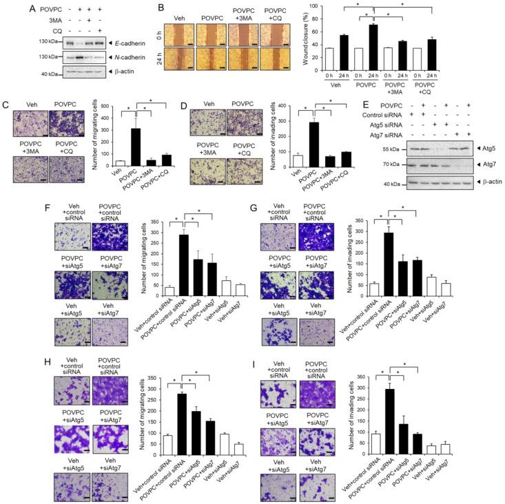 https://cdn.ncbi.nlm.nih.gov/pmc/blobs/74d2/8001732/06d046245ea5/cells-10-00558-g005.jpg