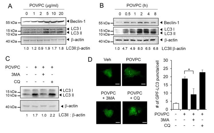 https://cdn.ncbi.nlm.nih.gov/pmc/blobs/74d2/8001732/b68beeec8d83/cells-10-00558-g003.jpg