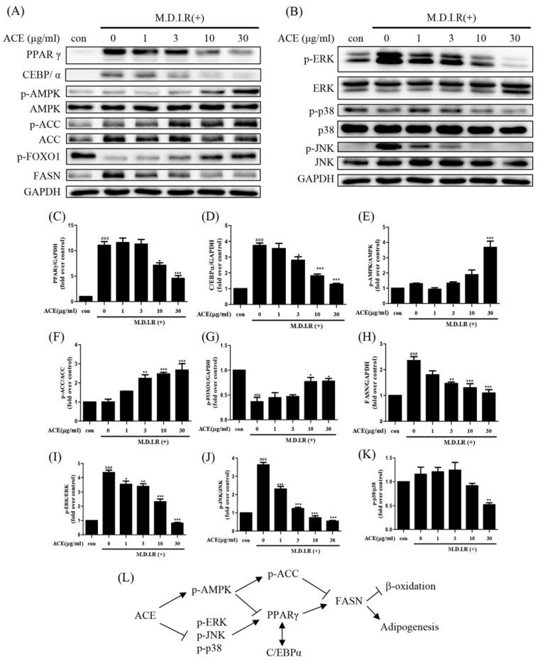 https://cdn.ncbi.nlm.nih.gov/pmc/blobs/74d8/12193264/c281b2c38829/ijms-26-05856-g002.jpg