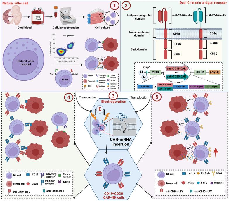 https://cdn.ncbi.nlm.nih.gov/pmc/blobs/74db/10935961/b670d90d9b74/12967_2024_4990_Fig1_HTML.jpg