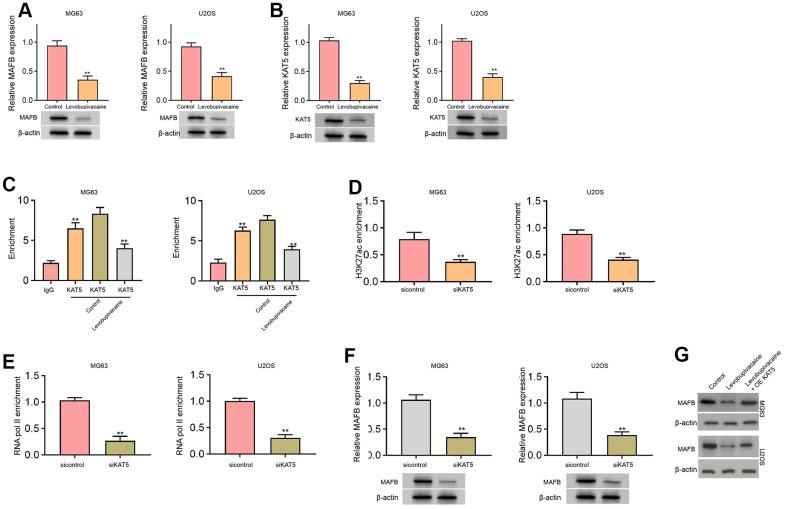 https://cdn.ncbi.nlm.nih.gov/pmc/blobs/74db/9004559/42e707d2ef6e/aging-14-203975-g004.jpg