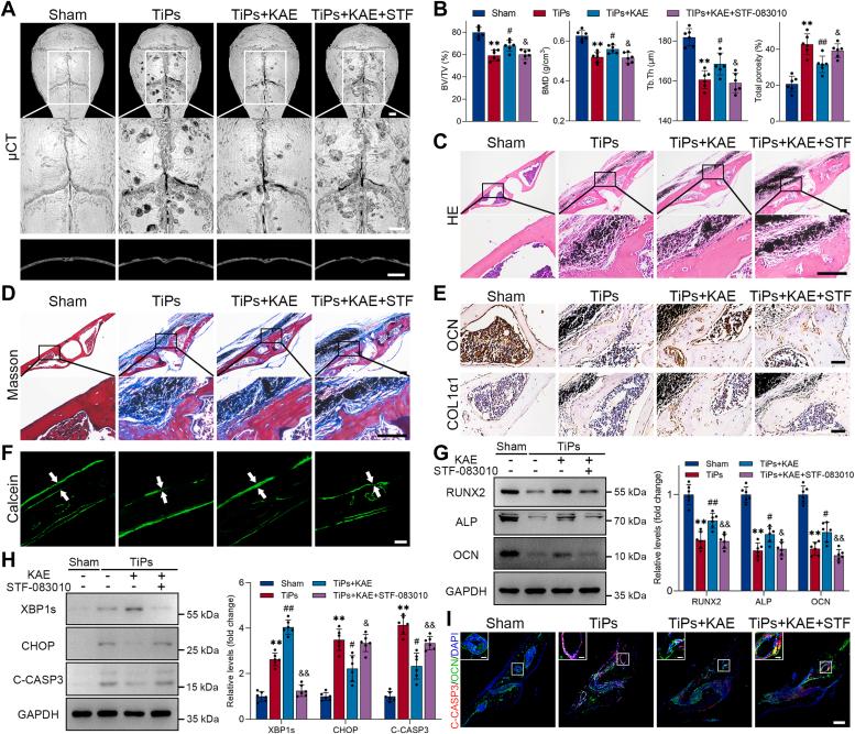https://cdn.ncbi.nlm.nih.gov/pmc/blobs/74dc/11223082/9eda64cb531d/gr9.jpg